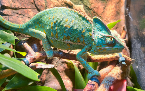 Green gecko from Chrome web store to be run with OffiDocs Chromium online Green gecko from Chrome web store to be run with OffiDocs Chromium online