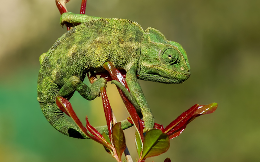 Green gecko and young leaves from Chrome web store to be run with OffiDocs Chromium online Green gecko and young leaves from Chrome web store to be run with OffiDocs Chromium online