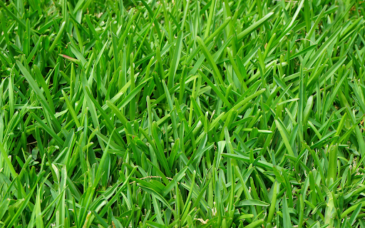 Green grass from Chrome web store to be run with OffiDocs Chromium online Green grass from Chrome web store to be run with OffiDocs Chromium online