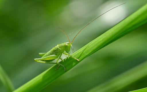 Green Grasshopper from Chrome web store to be run with OffiDocs Chromium online Green Grasshopper from Chrome web store to be run with OffiDocs Chromium online