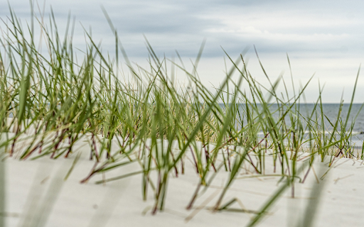 Green grass on white sand from Chrome web store to be run with OffiDocs Chromium online Green grass on white sand from Chrome web store to be run with OffiDocs Chromium online