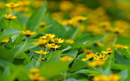 Green Leaf Tree with Yellow Flowers from Chrome web store to be run with OffiDocs Chromium online Green Leaf Tree with Yellow Flowers from Chrome web store to be run with OffiDocs Chromium online