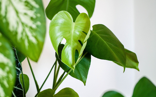 Green leafy tree from Chrome web store to be run with OffiDocs Chromium online Green leafy tree from Chrome web store to be run with OffiDocs Chromium online