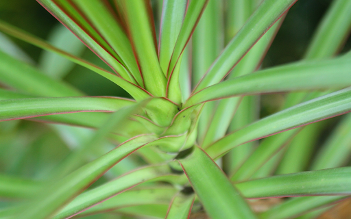 Green leaves with purple edges from Chrome web store to be run with OffiDocs Chromium online Green leaves with purple edges from Chrome web store to be run with OffiDocs Chromium online