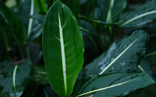 Green leaves with white veins from Chrome web store to be run with OffiDocs Chromium online Green leaves with white veins from Chrome web store to be run with OffiDocs Chromium online