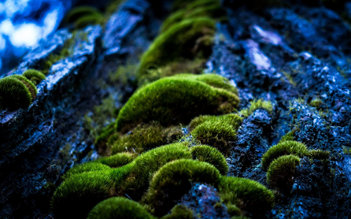 Green moss clings to rocks from Chrome web store to be run with OffiDocs Chromium online Green moss clings to rocks from Chrome web store to be run with OffiDocs Chromium online