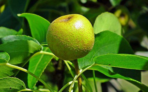 green pear from Chrome web store to be run with OffiDocs Chromium online green pear from Chrome web store to be run with OffiDocs Chromium online