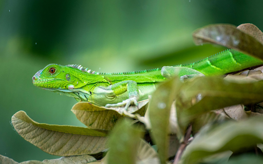 Green reptile from Chrome web store to be run with OffiDocs Chromium online Green reptile from Chrome web store to be run with OffiDocs Chromium online