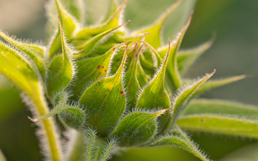 Green sunflower from Chrome web store to be run with OffiDocs Chromium online Green sunflower from Chrome web store to be run with OffiDocs Chromium online