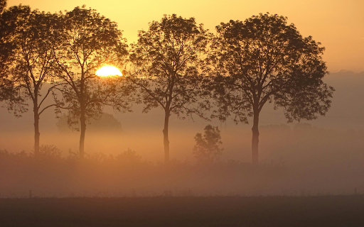 Green Trees during Golden Hour from Chrome web store to be run with OffiDocs Chromium online Green Trees during Golden Hour from Chrome web store to be run with OffiDocs Chromium online