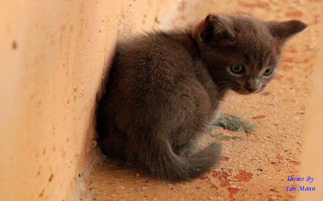 Grey Kitten from Chrome web store to be run with OffiDocs Chromium online Grey Kitten from Chrome web store to be run with OffiDocs Chromium online