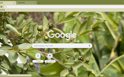 Guava Tree from Chrome web store to be run with OffiDocs Chromium online Guava Tree from Chrome web store to be run with OffiDocs Chromium online