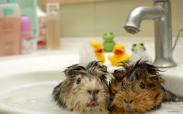 Guinea Pigs from Chrome web store to be run with OffiDocs Chromium online Guinea Pigs from Chrome web store to be run with OffiDocs Chromium online
