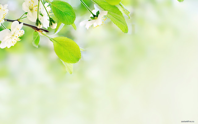 Hanging Flowers from Chrome web store to be run with OffiDocs Chromium online Hanging Flowers from Chrome web store to be run with OffiDocs Chromium online