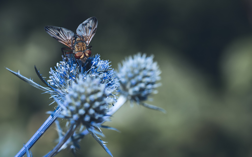 Hedgehog fly insects from Chrome web store to be run with OffiDocs Chromium online Hedgehog fly insects from Chrome web store to be run with OffiDocs Chromium online