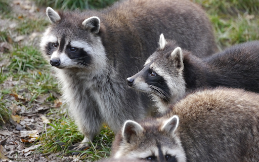Herd of gray bears from Chrome web store to be run with OffiDocs Chromium online Herd of gray bears from Chrome web store to be run with OffiDocs Chromium online