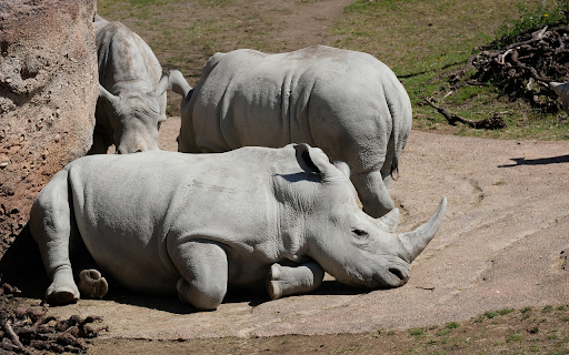 Herd of rhinos basking in the sun from Chrome web store to be run with OffiDocs Chromium online Herd of rhinos basking in the sun from Chrome web store to be run with OffiDocs Chromium online