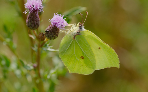 Hidden butterfly from Chrome web store to be run with OffiDocs Chromium online Hidden butterfly from Chrome web store to be run with OffiDocs Chromium online