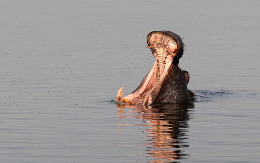 Hippos yawn underwater from Chrome web store to be run with OffiDocs Chromium online Hippos yawn underwater from Chrome web store to be run with OffiDocs Chromium online