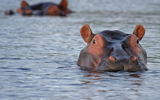 Hippo underwater from Chrome web store to be run with OffiDocs Chromium online Hippo underwater from Chrome web store to be run with OffiDocs Chromium online