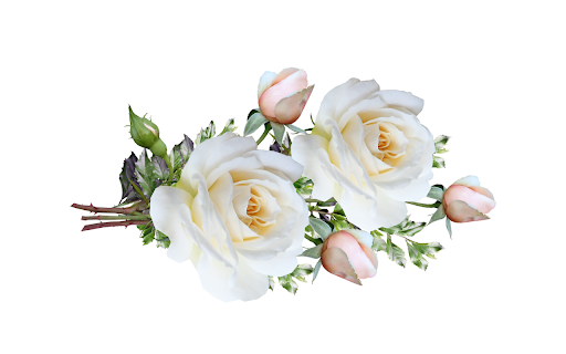 Hoa hồng trắng from Chrome web store to be run with OffiDocs Chromium online Hoa hồng trắng from Chrome web store to be run with OffiDocs Chromium online