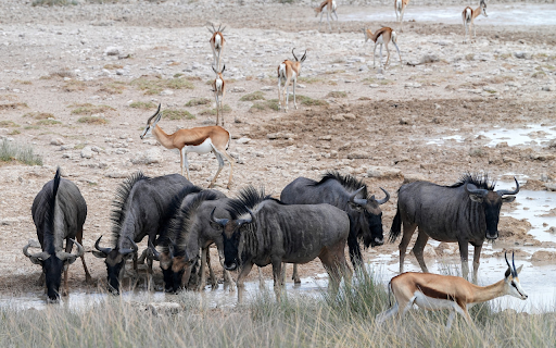 horned animals from Chrome web store to be run with OffiDocs Chromium online horned animals from Chrome web store to be run with OffiDocs Chromium online