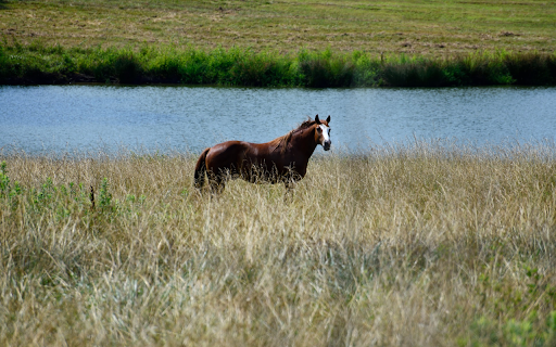 Horse by the river from Chrome web store to be run with OffiDocs Chromium online Horse by the river from Chrome web store to be run with OffiDocs Chromium online
