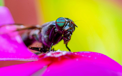 Horsefly from Chrome web store to be run with OffiDocs Chromium online Horsefly from Chrome web store to be run with OffiDocs Chromium online