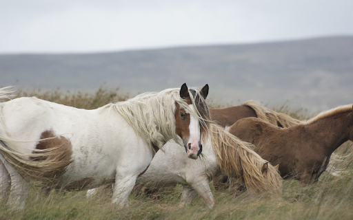Horses eat grass from Chrome web store to be run with OffiDocs Chromium online Horses eat grass from Chrome web store to be run with OffiDocs Chromium online