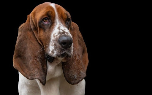 HOUND THEME from Chrome web store to be run with OffiDocs Chromium online HOUND THEME from Chrome web store to be run with OffiDocs Chromium online