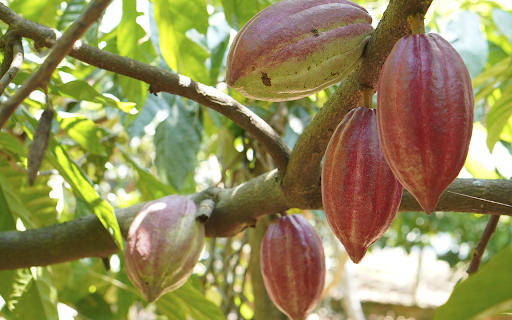 Huge cocoa pods from Chrome web store to be run with OffiDocs Chromium online Huge cocoa pods from Chrome web store to be run with OffiDocs Chromium online