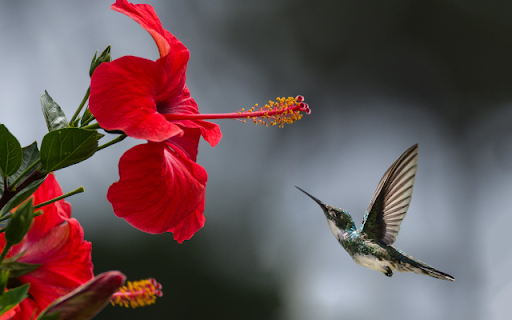 Hummingbird from Chrome web store to be run with OffiDocs Chromium online Hummingbird from Chrome web store to be run with OffiDocs Chromium online