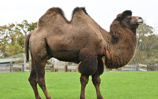 Humpback camel from Chrome web store to be run with OffiDocs Chromium online Humpback camel from Chrome web store to be run with OffiDocs Chromium online