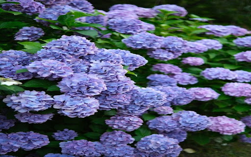 hydrangea bush wallpaper from Chrome web store to be run with OffiDocs Chromium online hydrangea bush wallpaper from Chrome web store to be run with OffiDocs Chromium online