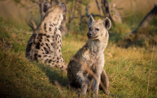 Hyena from Chrome web store to be run with OffiDocs Chromium online Hyena from Chrome web store to be run with OffiDocs Chromium online