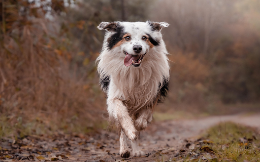 Joyful Border Collie from Chrome web store to be run with OffiDocs Chromium online Joyful Border Collie from Chrome web store to be run with OffiDocs Chromium online
