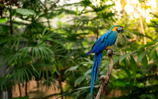 Jungle Serenity from Chrome web store to be run with OffiDocs Chromium online Jungle Serenity from Chrome web store to be run with OffiDocs Chromium online