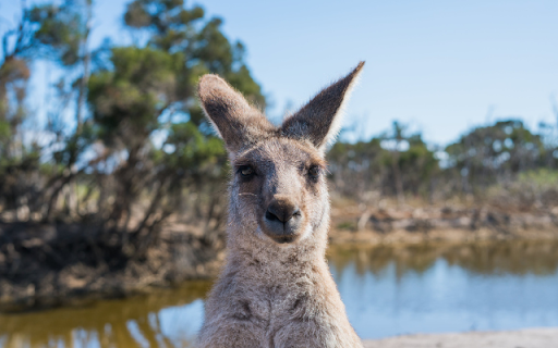 Kangaroo from Chrome web store to be run with OffiDocs Chromium online Kangaroo from Chrome web store to be run with OffiDocs Chromium online