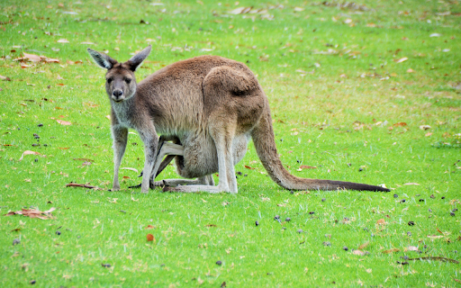 kangaroo mother and child from Chrome web store to be run with OffiDocs Chromium online kangaroo mother and child from Chrome web store to be run with OffiDocs Chromium online