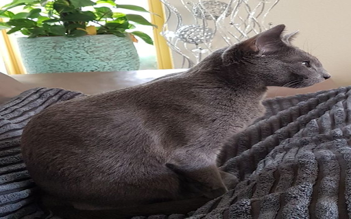 Korat cat wallpaper from Chrome web store to be run with OffiDocs Chromium online Korat cat wallpaper from Chrome web store to be run with OffiDocs Chromium online
