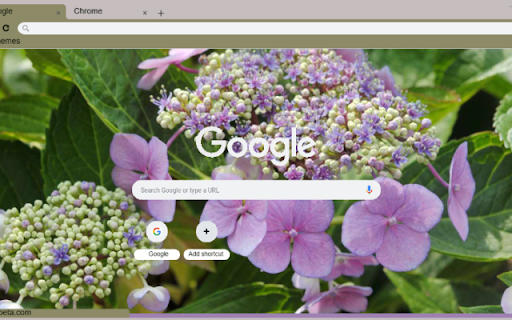 Lacecap Hydrangea from Chrome web store to be run with OffiDocs Chromium online Lacecap Hydrangea from Chrome web store to be run with OffiDocs Chromium online