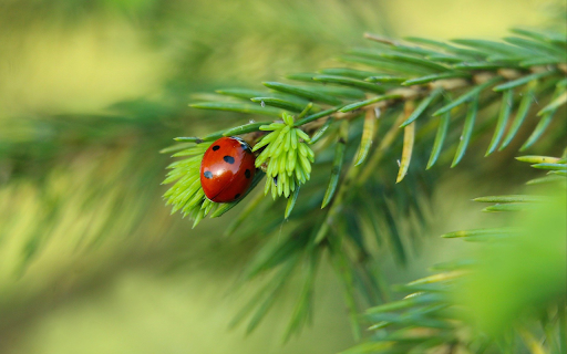 Ladybug and the long green leaf from Chrome web store to be run with OffiDocs Chromium online Ladybug and the long green leaf from Chrome web store to be run with OffiDocs Chromium online