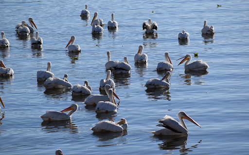 Lake and Birds from Chrome web store to be run with OffiDocs Chromium online Lake and Birds from Chrome web store to be run with OffiDocs Chromium online