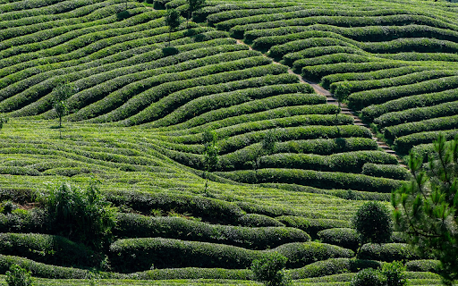 Large green tea hills from Chrome web store to be run with OffiDocs Chromium online Large green tea hills from Chrome web store to be run with OffiDocs Chromium online
