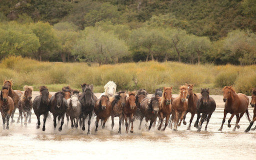 Large Herd of Horses from Chrome web store to be run with OffiDocs Chromium online Large Herd of Horses from Chrome web store to be run with OffiDocs Chromium online