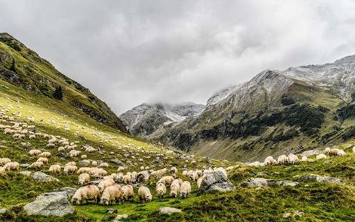 Large herd of sheep from Chrome web store to be run with OffiDocs Chromium online Large herd of sheep from Chrome web store to be run with OffiDocs Chromium online
