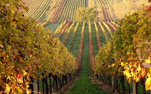 Large vineyard hill from Chrome web store to be run with OffiDocs Chromium online Large vineyard hill from Chrome web store to be run with OffiDocs Chromium online