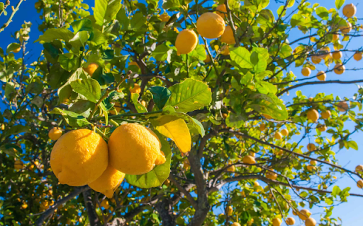 LemonTree from Chrome web store to be run with OffiDocs Chromium online LemonTree from Chrome web store to be run with OffiDocs Chromium online