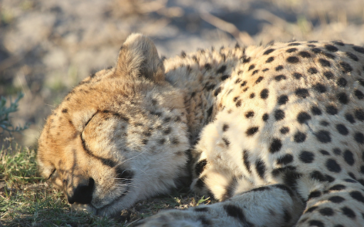 Leopard basking in the sun from Chrome web store to be run with OffiDocs Chromium online Leopard basking in the sun from Chrome web store to be run with OffiDocs Chromium online