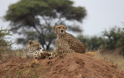 Leopard Couple from Chrome web store to be run with OffiDocs Chromium online Leopard Couple from Chrome web store to be run with OffiDocs Chromium online
